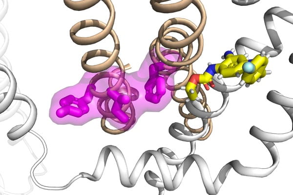 Study into potassium channels reveals novel mechanism behind epilepsy, drug modulation